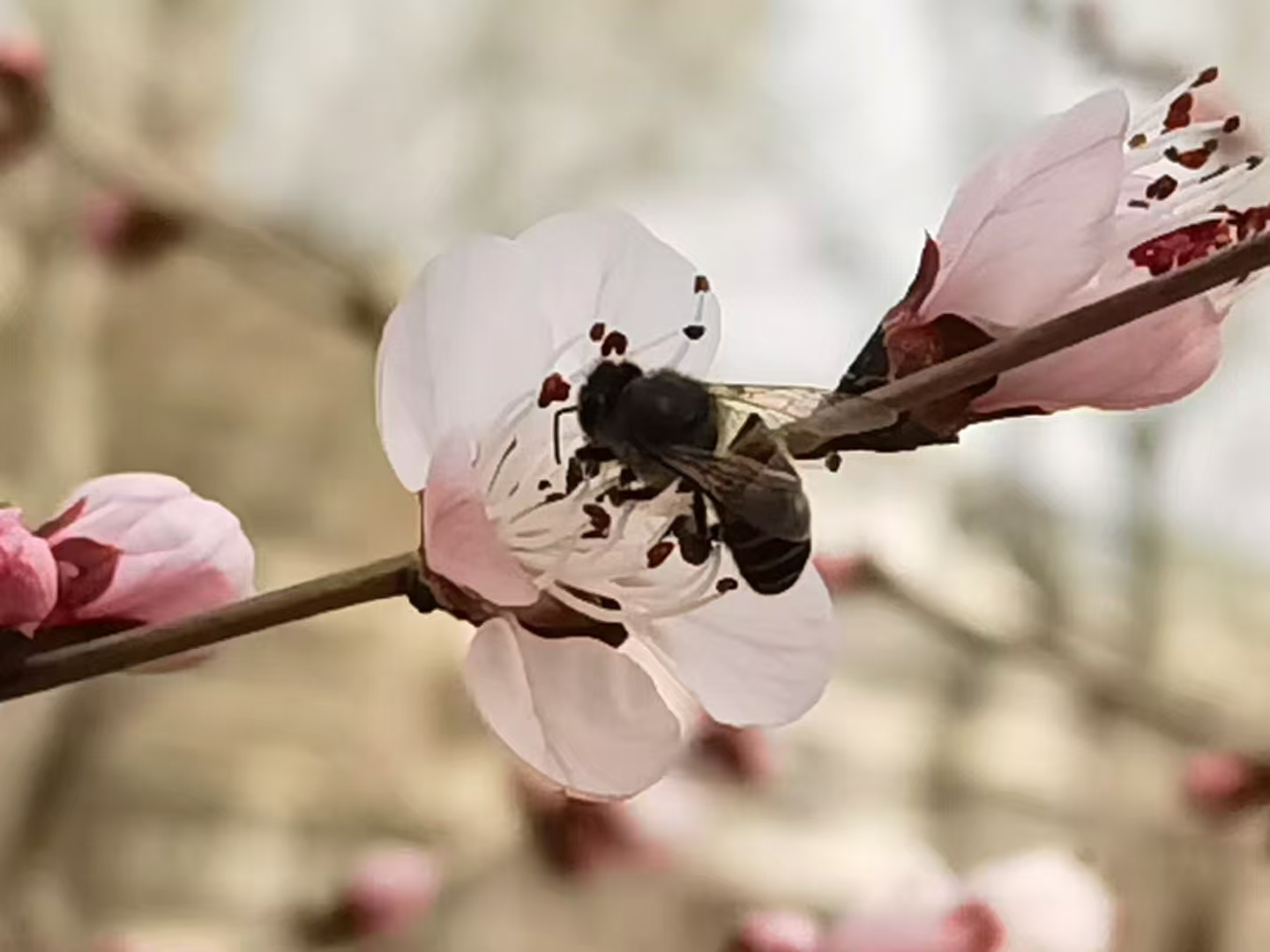 蜂恋桃香（笔名/若有若无）